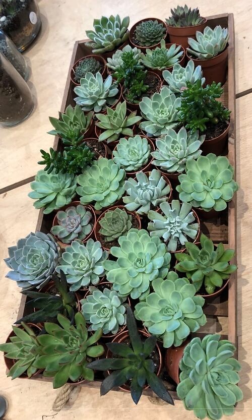 terrarium plants